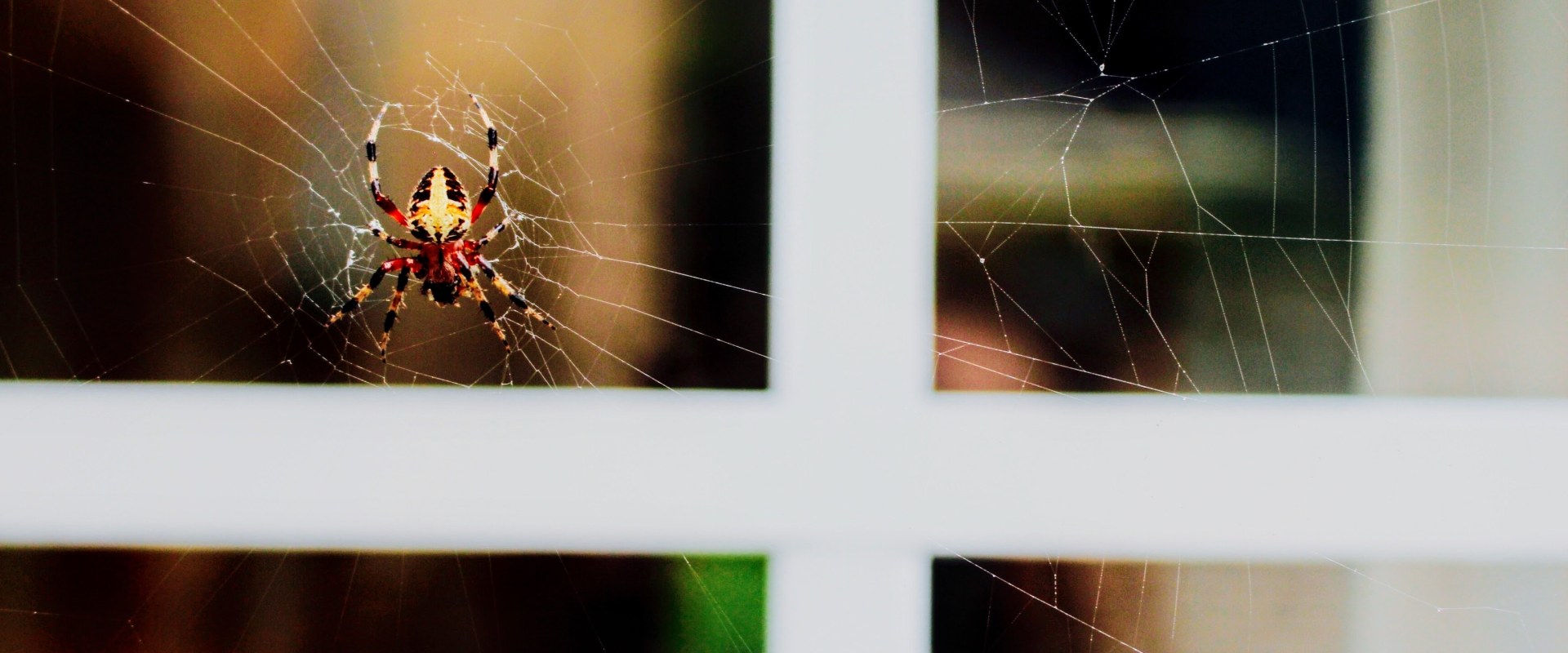 How Often Should You Use Professional Pest Control Services in Fort Mill SC?