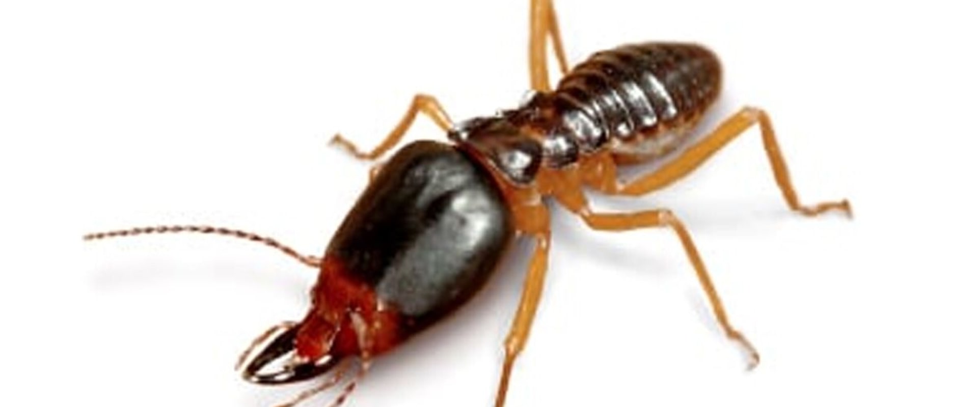 The Most Difficult Pests to Treat with Pest Control in Fort Mill SC