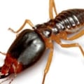 Eliminate Pests with Professional Pest Control Services in Fort Mill SC