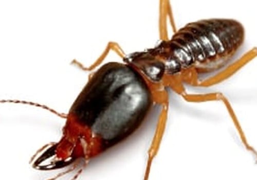 The Most Difficult Pests to Treat with Pest Control in Fort Mill SC